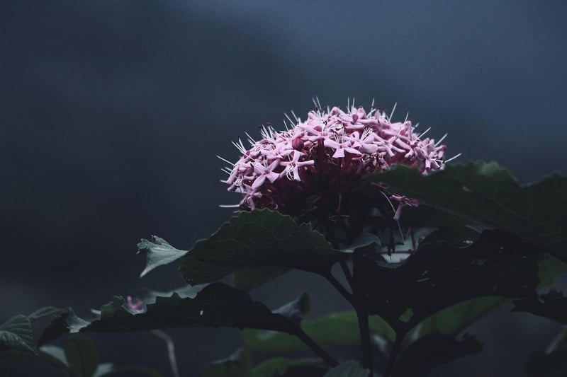 Subdued Whispers